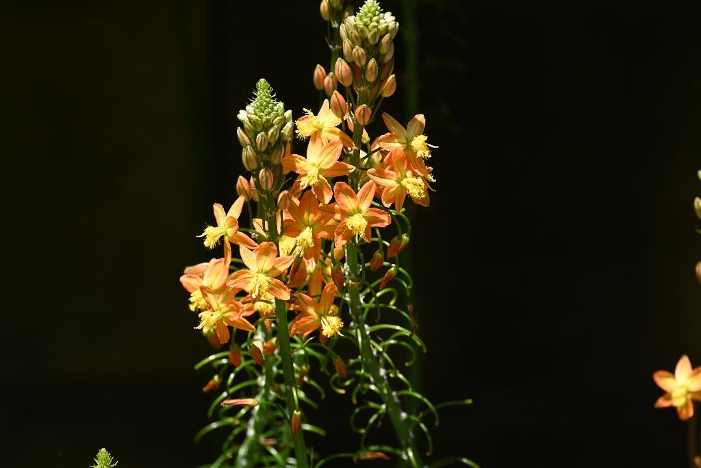 2025-06219108 Tower Hill Botanic Garden, MA.JPG - Orange Bulbine. New England Botanic Garden at Tower Hill, MA, 6-21-2025